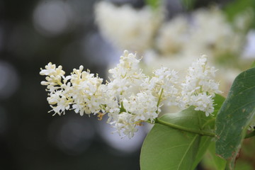 Blooms Of Summer, Gold Bar Park, Edmonton, Alberta