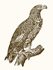 White-tailed eagle or gray sea eagle, haliaeetus albicilla in side view sitting on a branch. Illustration after a vintage engraving from the 19th century