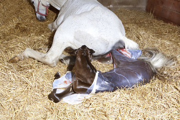 Foal is born - 210588350