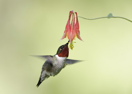 Male Ruby-throated Hummingbird feeding at a Wild Columbine flower