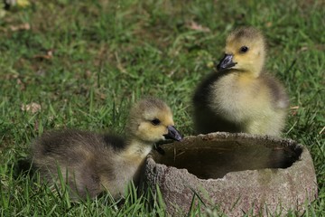 goslings