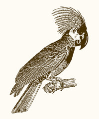 Palm cockatoo (probosciger aterrimus) sitting on a branch. Illustration after a vintage engraving from the 19th century © M