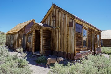 Weimaraner in Ghost Town