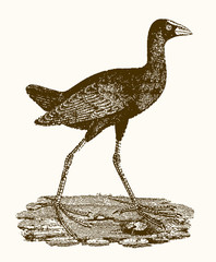 Western swamphen (porphyrio porphyrio) with large feet sitting on the ground. Illustration after a vintage engraving from the 19th century