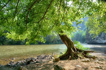 Tree By The River, Bulgaria