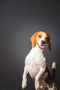 Beagle dog on a grey background standing on back legs