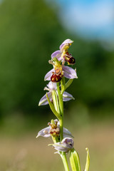 Wild Bee Orchid flower - Ophrys Apifera