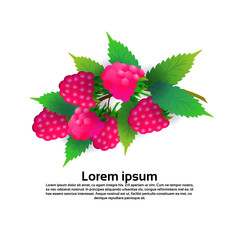 raspberries fruit on white background, healthy lifestyle or diet concept, logo for fresh fruits copy space vector illustration