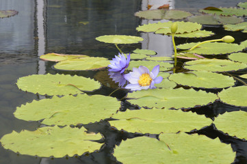Water lily on the pond