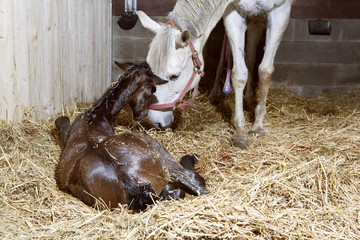 Mother mare and foal birth - obrazy, fototapety, plakaty