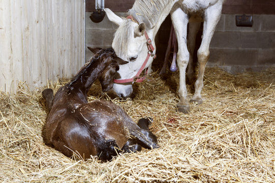 Mother mare and foal birth