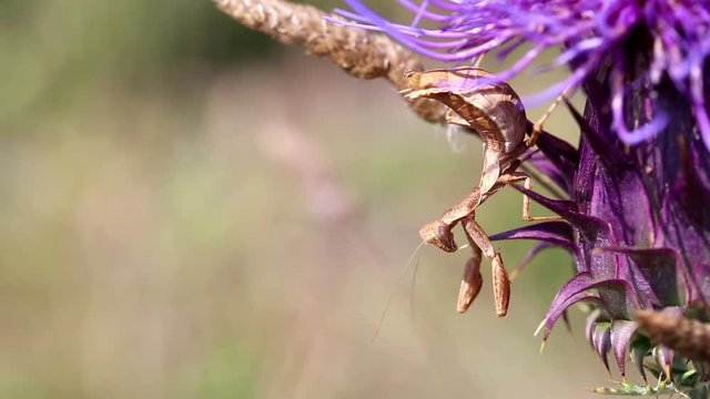 brown praying Mantis on a purple thistle in nature