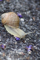 Weinbergschnecke