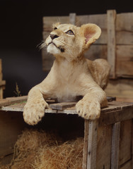 Lion Cub looking up
