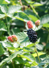 Ripe and ripening summer blackberries.