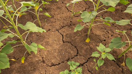 Drought in agriculture