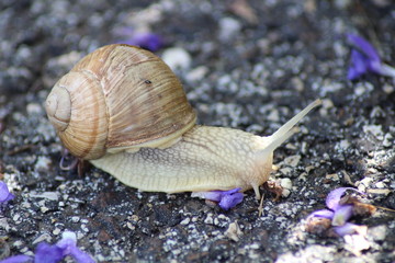 Weinbergschnecke