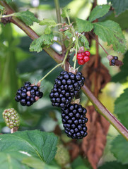 Ripe and ripening summer blackberries.