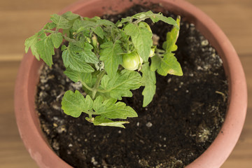 step by step growing cherry tomato on the house balcony.