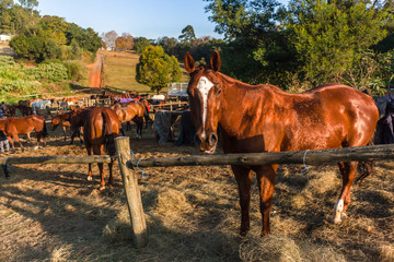 Fototapeta na wymiar Horses Dozens Grouped Together Outdoor Paddocks