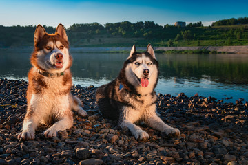 Two beautiful Siberian husky on the shore  evening summer river. Lovely dogs lie on pebbles in the rays of the evening sunnets.