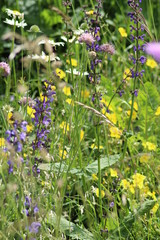 Blumenwiese Südtirol
