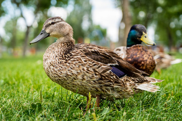 Weibliche und männliche Ente im Gras