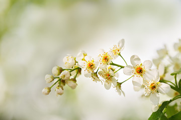 Branch with flowers of a bird cherry close up