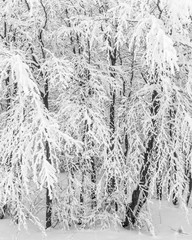 Abstract winter and snow storm in a forest