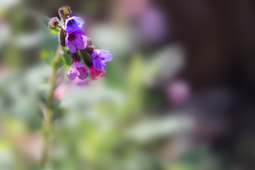 Flowers of lungwort close up.
