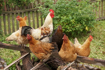 chickens in the garden