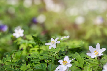 Fototapeta premium First spring forest flowers.