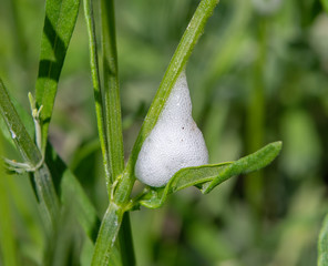 Cuckoo spit, caused by froghopper nymphs (Philaenus spumarius)