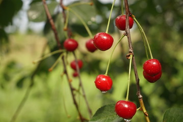 ripe cherries in the garden