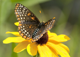 Fototapeta na wymiar Baltimore Checkerspot Butterfly