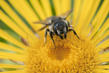 Leaf Cutter Bee