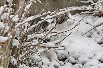 Small gray striped european shorthair cat plays in the garden
