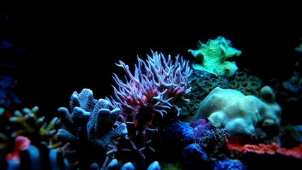 Naklejka premium Pink Birdsnest Coral (Seriatopora hystrix) 