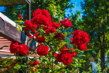 Obraz premium Blühender Strauch mit roten Rosen