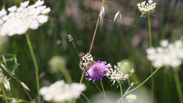 a Marbled White butterfly (Melanargia galathea) feeding on a Scabiosa atropurpurea wild flower in nature