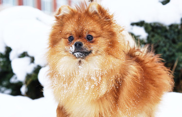 Beautiful pomeranian puppy is standing in a white snow. Pet animals.