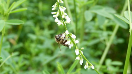 Honig-Biene auf Steinkle 2 © FabianJakobi