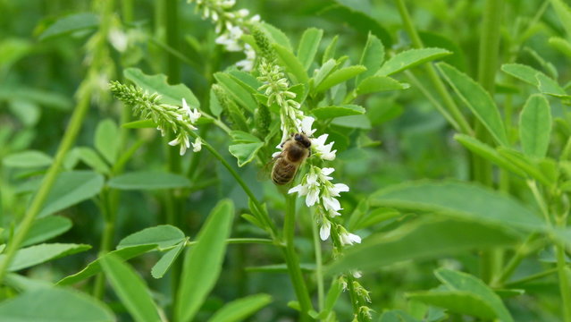 Honig-Biene auf Steinkle 3