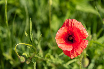 A potrait of poppy with some grass in the background