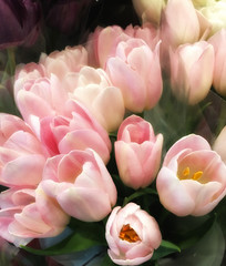 very Beautiful Pink Tulips - 210592547