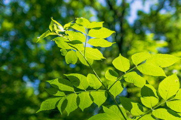 Fototapeta na wymiar green leaves on the green background