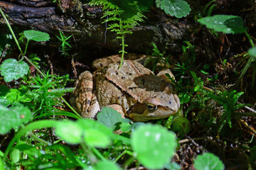 frog