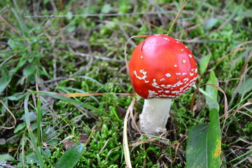 amanita