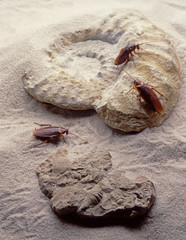 Cockroaches on fossils since time began.