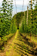 Obraz premium A path through a hop plantation on a sunny day